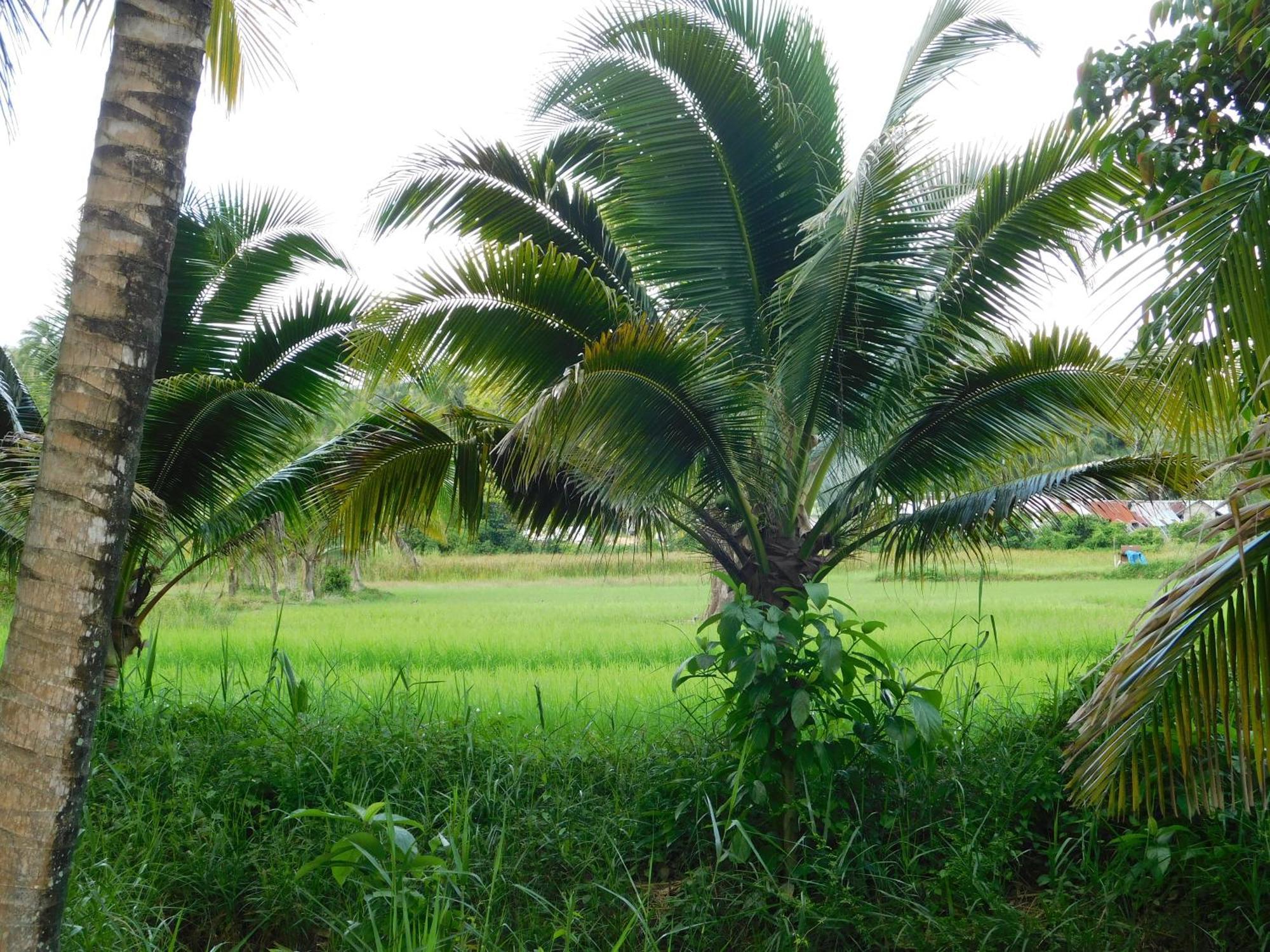 Swiss Bonihouse Koh Yao Yai Hotel Ban Pru Nai Eksteriør billede