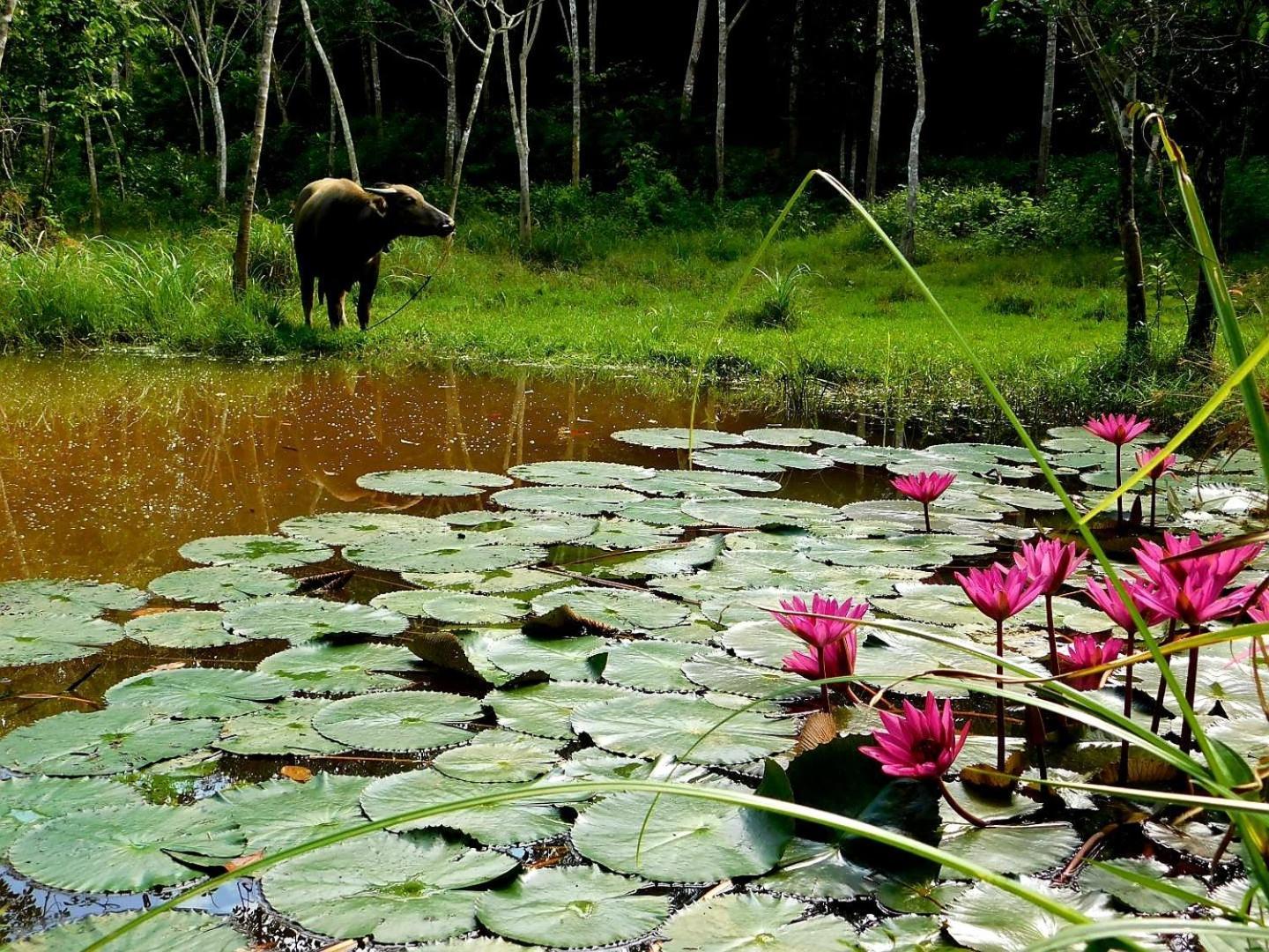 Swiss Bonihouse Koh Yao Yai Hotel Ban Pru Nai Eksteriør billede